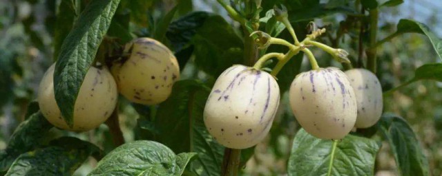 人参果的营养价值很全面(人参人参果的营养价值)