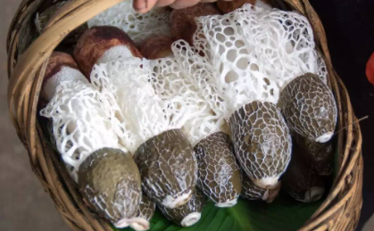 竹荪有白斑还能吃吗(竹荪发黄有白斑)