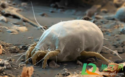 怎么让身上没有螨虫(怎么去除身体上的螨虫)