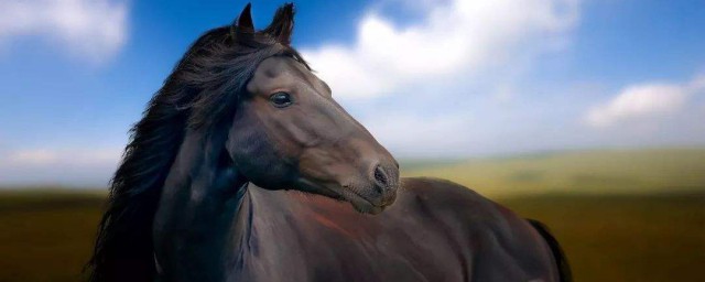 跟什么属相的人比较配(比较相配的属相)