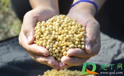 黄豆里的虫子有毒吗(生了虫子的黄豆还能吃吗是否有毒) 黄豆里的虫子有毒吗(生了虫子的黄豆还能吃吗是否有毒)