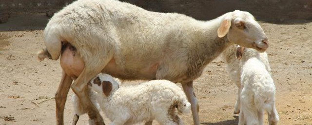 最少3只(三只是哪三只)