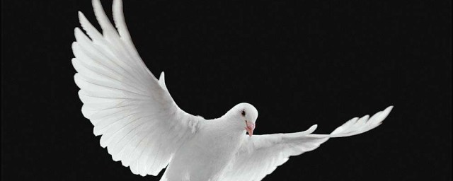 你都了解怎么驯养吗(如何驯养普通鵟)