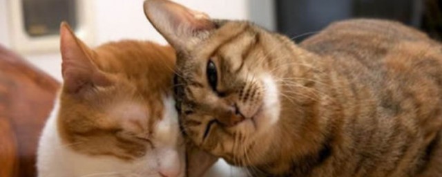 两只猫可以和谐相处吗(两只猫如何相处)