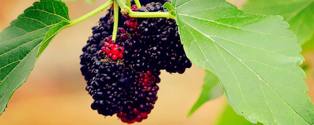 桑葚泡酒有什么好处(枸杞子和桑葚泡酒有什么好处)