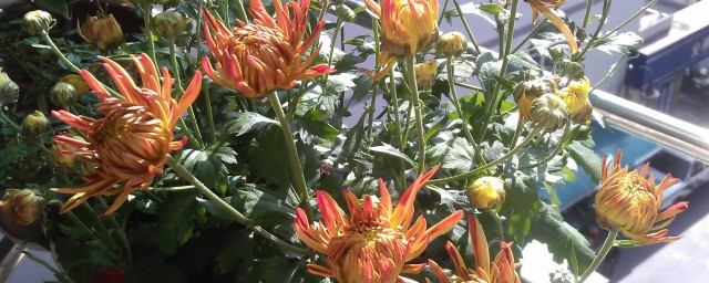 太阳晒的阳台可以养下列花(室内不需要晒太阳的花)