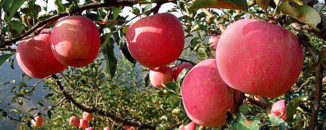 苹果有什么营养(鲫鱼煮苹果有什么营养)