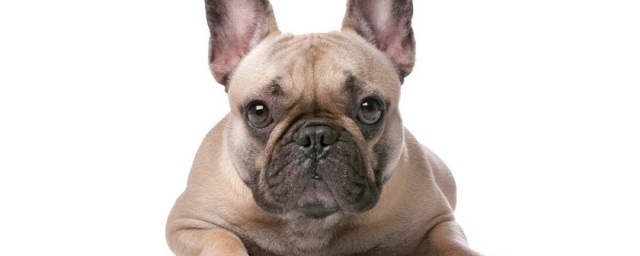 狗的寿命一般是多长(狗的寿命多少长)