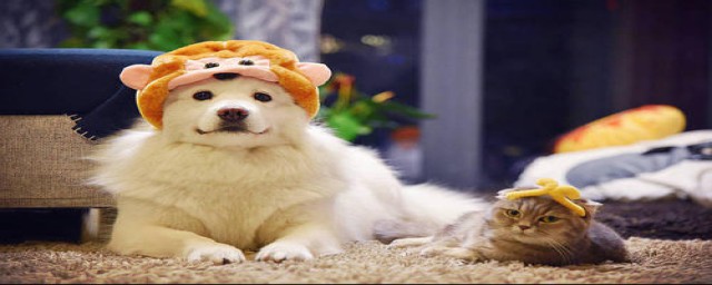 哪种狗适合在家养(适合在家养的狗的种类)