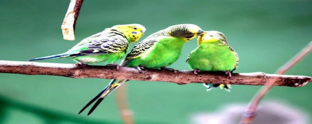 虎皮鹦鹉养殖(虎皮鹦鹉养殖场视频)