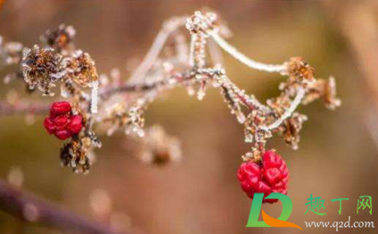 季冬时节什么意思(冬至这个季节是什么意思)