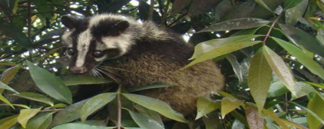 果子狸吃什么(果子狸喜欢什么食物)