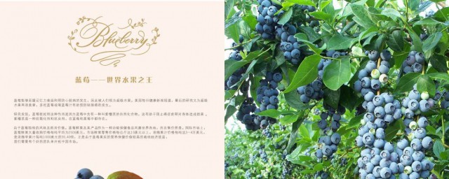 在什么时期开花(你还知道哪些开花的时间吗)