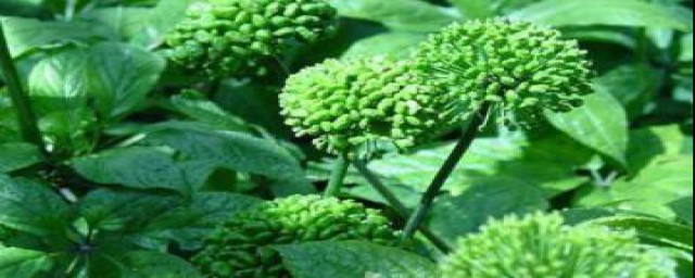 三七花的好处(三七花有什么妙用)