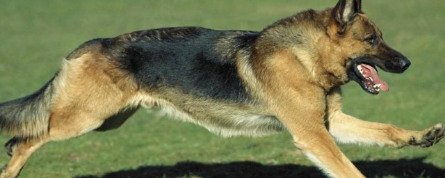 德国牧羊犬和大丹犬(大丹犬和德牧哪个好)