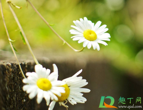 2021年1月有哪些节日纪念日(2021年1月节日有哪些节日及时间) 2021年1月有哪些节日纪念日(2021年1月节日有哪些节日及时间)