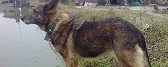 昆明犬草黄怎么看纯不纯(昆明犬草黄和黑背区别)