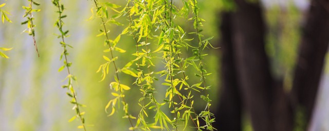 出自哪首诗(及笄出自哪首诗)