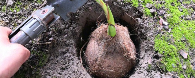 椰子的营养价值(椰子肉的营养价值)