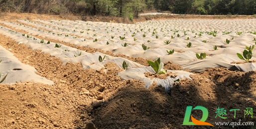 2021年中国会发生饥荒吗(2022年会发生饥荒吗) 2021年中国会发生饥荒吗(2022年会发生饥荒吗)