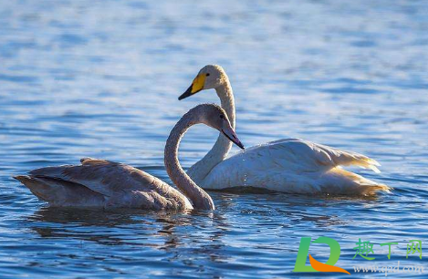 野生天鹅为什么会得禽流感(为什么鹅不会得禽流感)