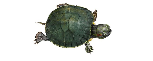 乌龟属于什么科类(乌龟的科属)