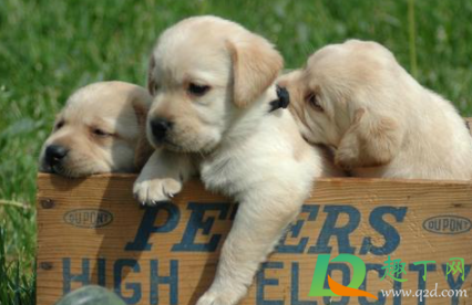 幼犬呼吸声音很重怎么回事(狗狗呼吸声音很重) 幼犬呼吸声音很重怎么回事(狗狗呼吸声音很重)