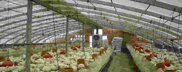 肉鸭养殖大棚怎么建设(大棚养肉鸭技术)