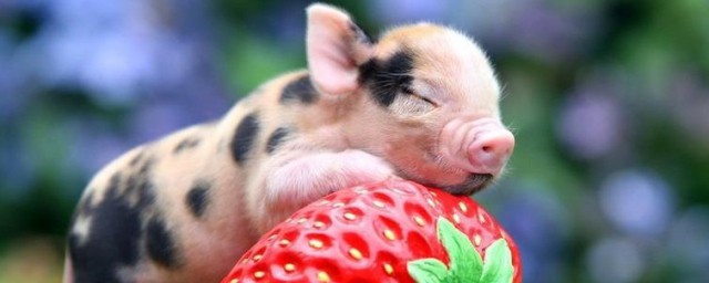 2019年属猪的男性桃花旺盛(属猪今年桃花)