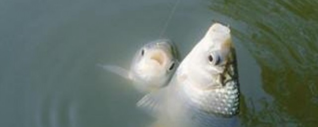 春天钓鲫鱼最好用这种饵料(春天钓鲫鱼用什么饵料)