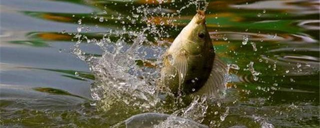 怎样根据水库大坝选择钓点(水库如何选择钓点)