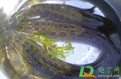 黑鱼身上黏黏的怎么弄掉啊(黑鱼有黏黏的东西怎么去掉) 黑鱼身上黏黏的怎么弄掉啊(黑鱼有黏黏的东西怎么去掉)