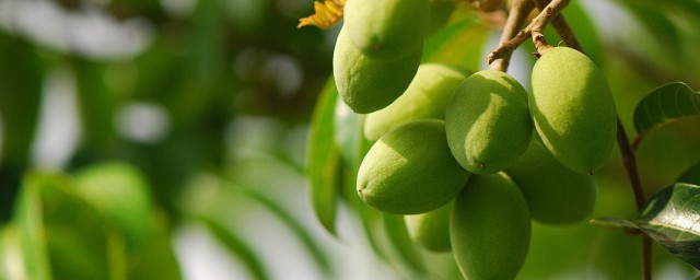 青果的功效(青果的功效与作用图片)