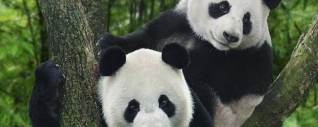 熊猫题材作文可以这样写(用熊猫来写作文)