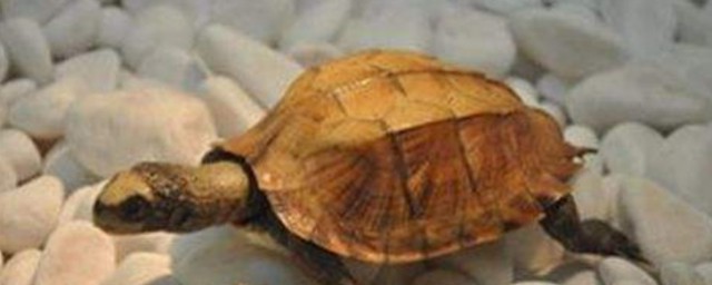 养小乌龟的方法(养乌龟方法小乌龟)