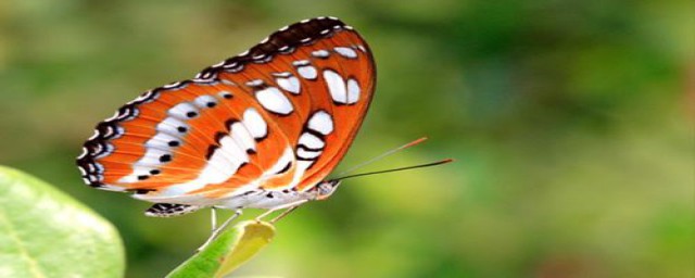 看完昆虫记感受(读了昆虫记之后的感受)