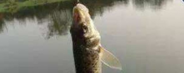 钓鱼不招小鱼的方法(用什么钓鲫鱼不招小鱼)