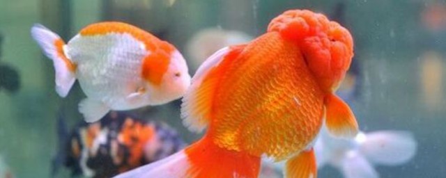 鱼缸应该放哪(鱼缸应该放哪个方位)