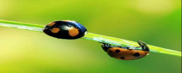 《昆虫记》有感(《昆虫记》有感500字)