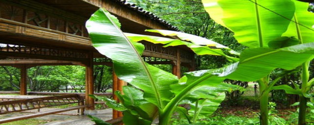 乐谱最早记录在哪里(最早的琴谱是完全由文字记录)