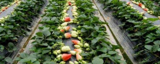 种植大棚草莓需要注意的地方(大棚草莓的种植方法有人熟悉吗?)