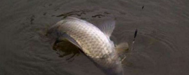 冬钓怎么才能钓到鲫鱼(冬天怎样钓鲫鱼)