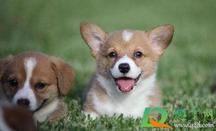 幼犬呼吸声音很重怎么回事(狗狗呼吸声音很重) 幼犬呼吸声音很重怎么回事(狗狗呼吸声音很重)