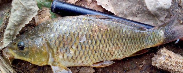 最佳时间是何时(最佳时间是多少)