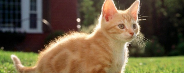 可以尝试这样给女猫咪取名字(猫咪取名女生)