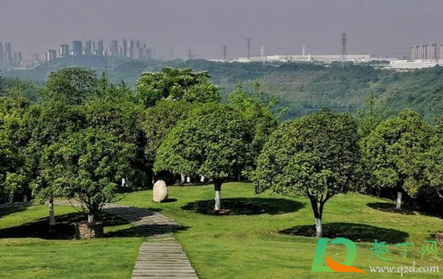 重庆过年适合旅游吗(今年过年可以去重庆旅游吗) 重庆过年适合旅游吗(今年过年可以去重庆旅游吗)