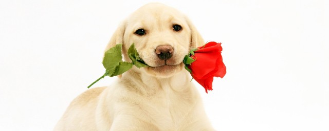 属狗的人性格怎么样(属狗的人性格好不好)