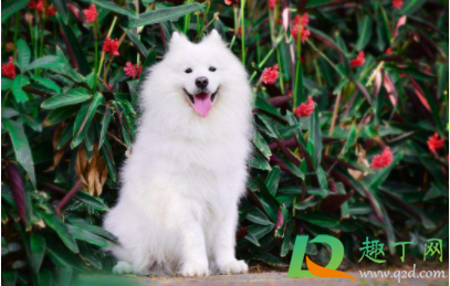 萨摩耶脏了怎么洗白(萨摩耶怎么把毛洗白)