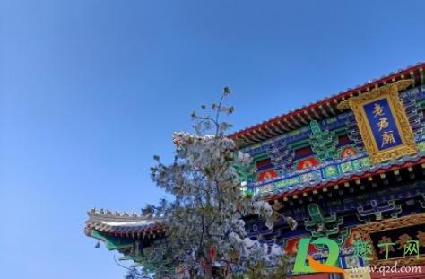 河南老君山怎么火起来的(河南老君山现在开放吗)