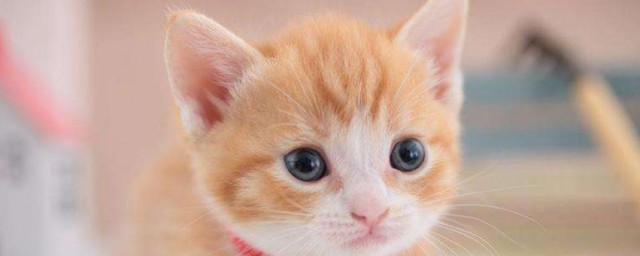 猫的不同叫声及其所代表的含义(猫 叫声含义)